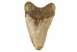 Juvenile Fossil Megalodon Tooth From Angola - Unusual Location #258579-1